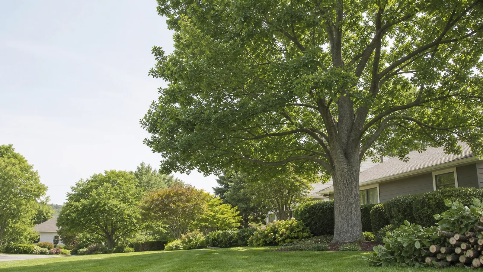 Illustrative mature trees in a residential garden